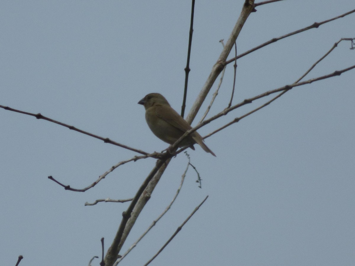 Goldbrauen-Gimpeltangare - ML645413213