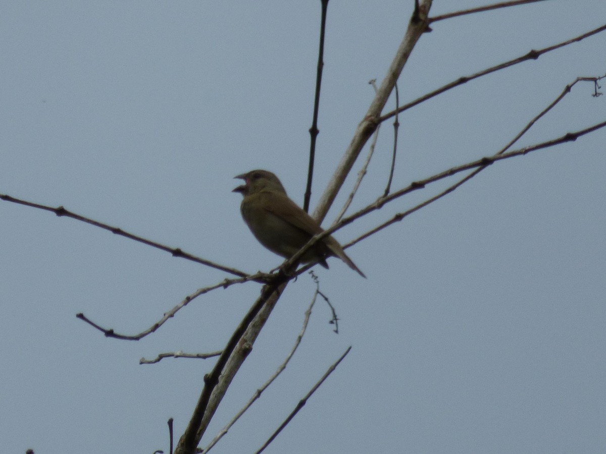 Goldbrauen-Gimpeltangare - ML645413214