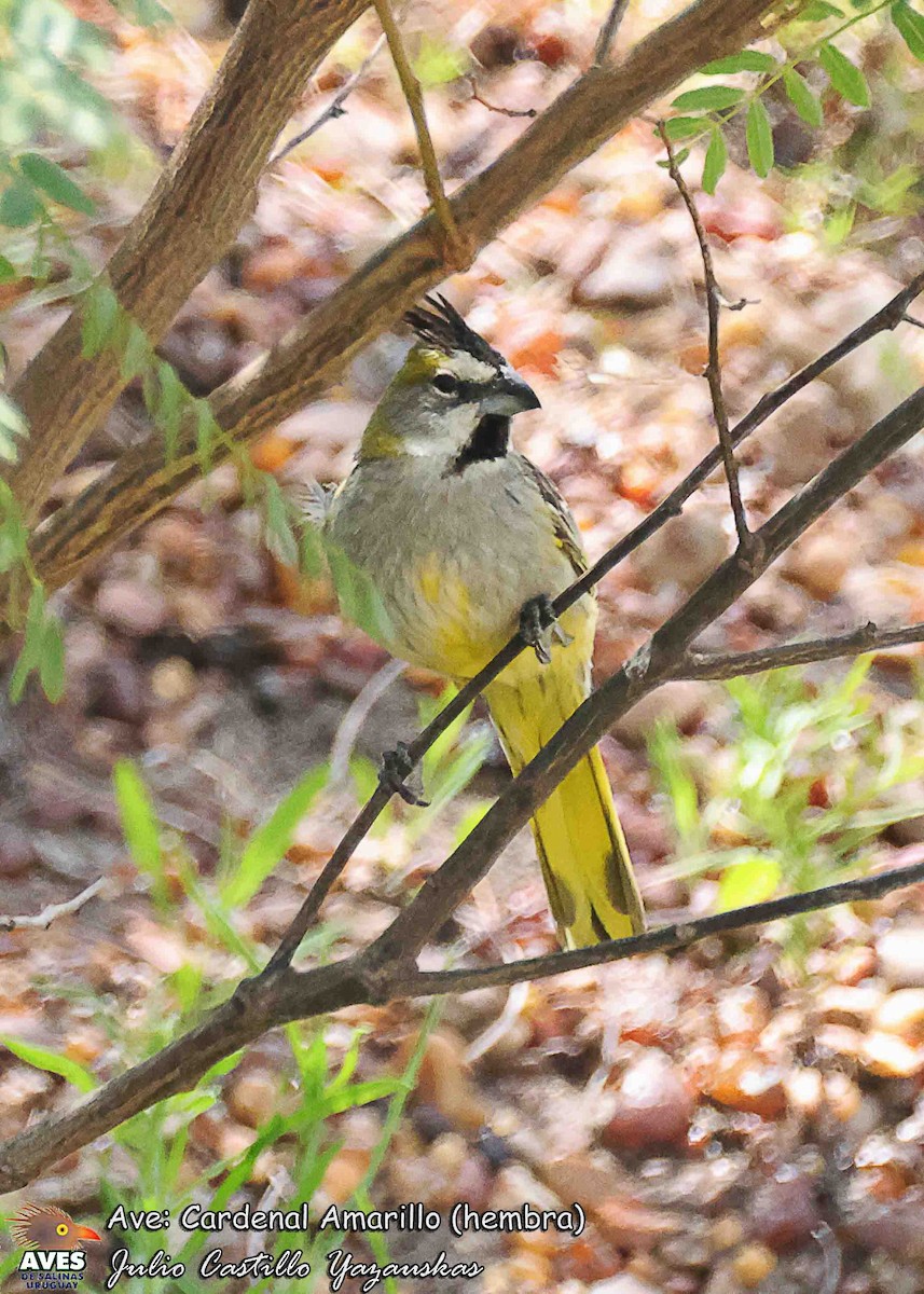 Yellow Cardinal - ML645413219
