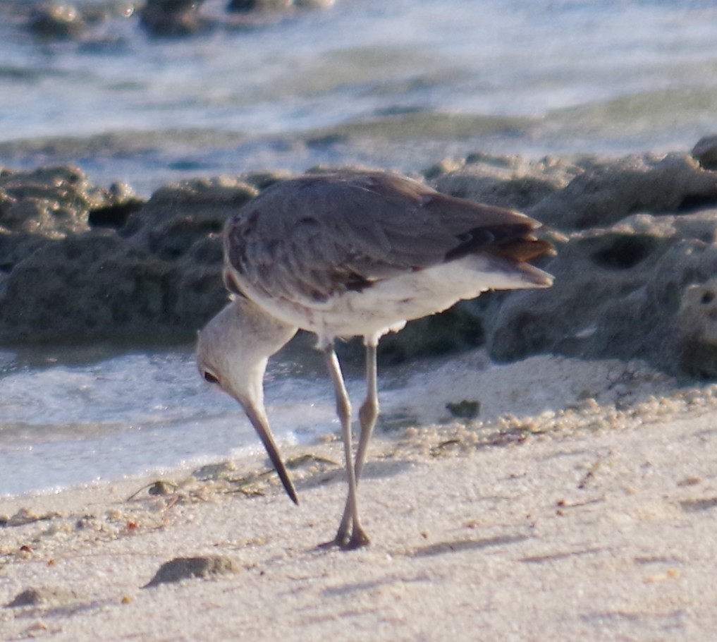 בבואן קרום-אצבעות - ML645413225