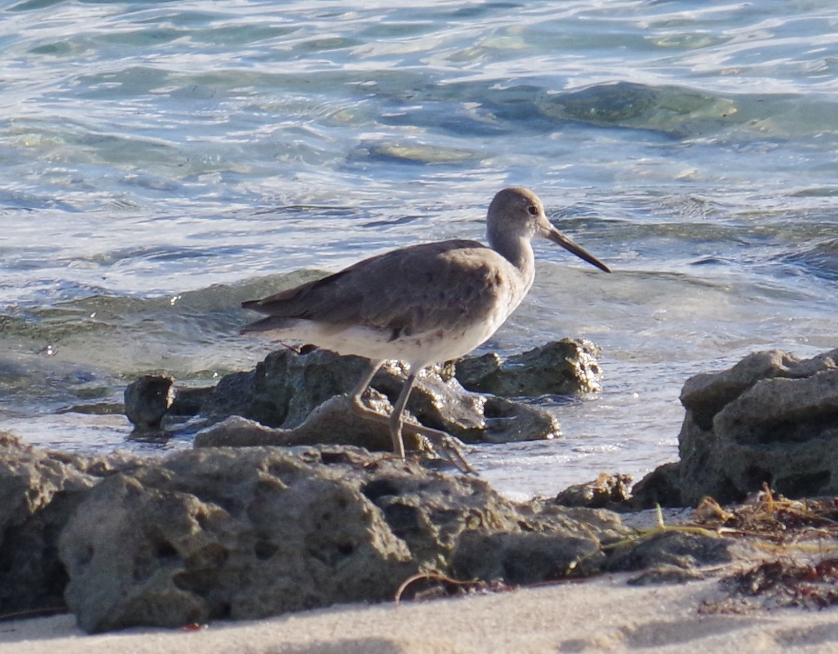 בבואן קרום-אצבעות - ML645413226