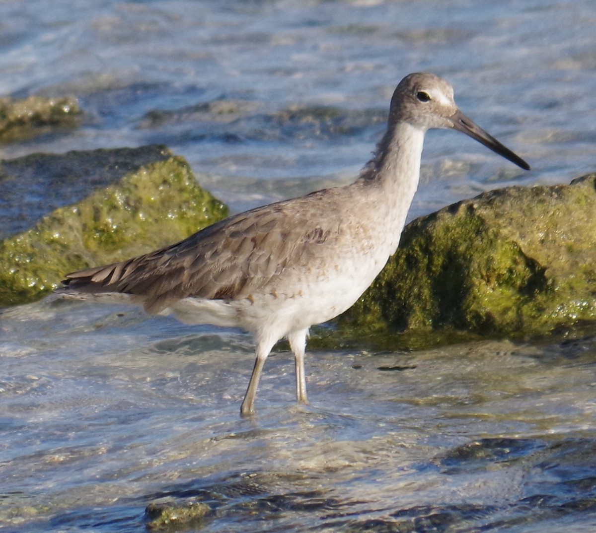 בבואן קרום-אצבעות - ML645413227