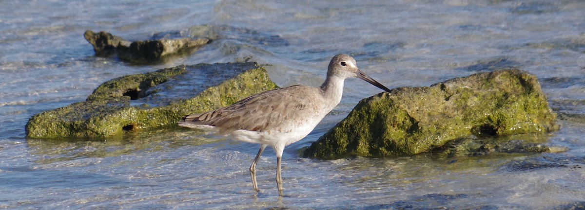 בבואן קרום-אצבעות - ML645413228