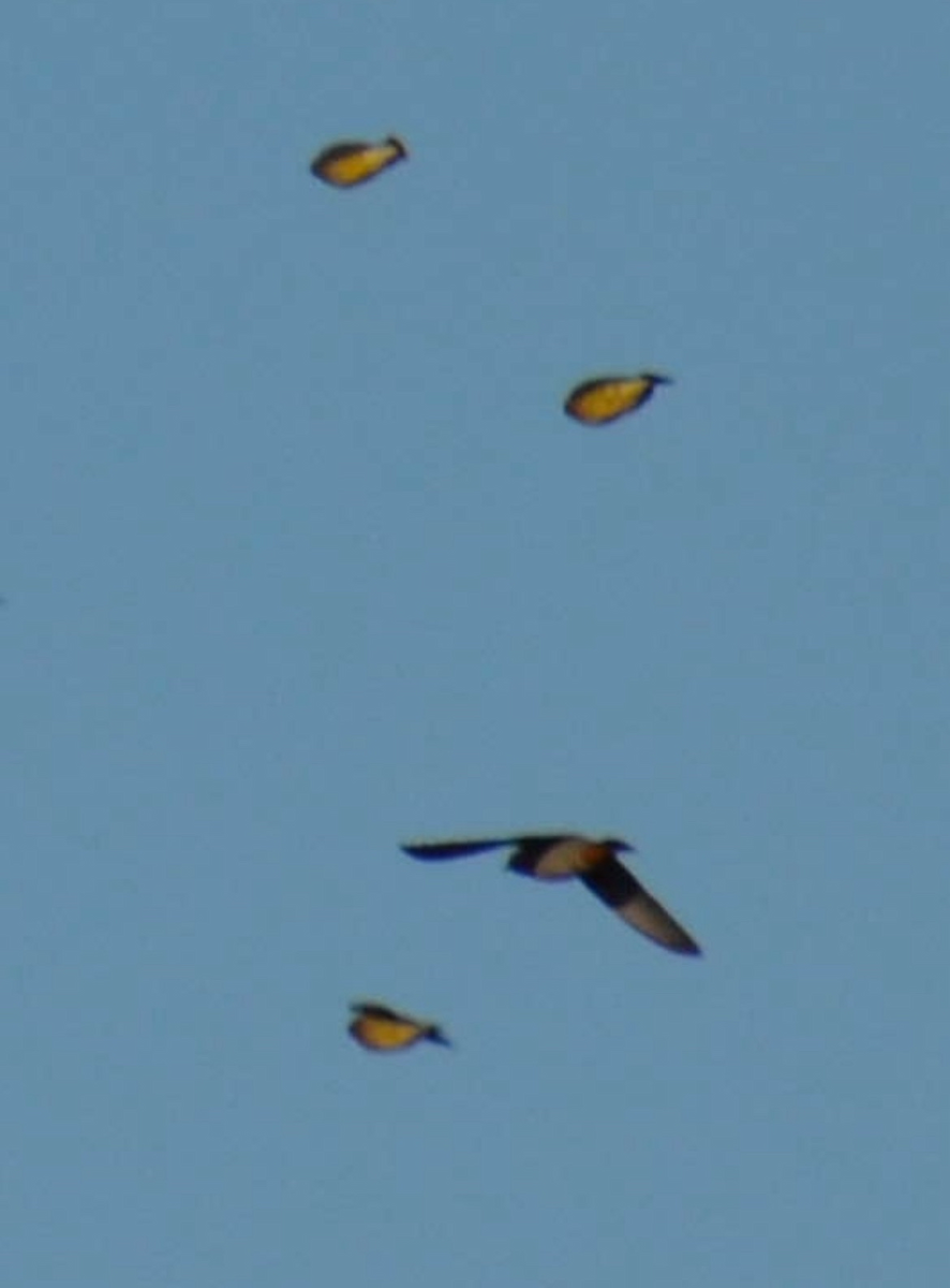 Bohemian Waxwing - ML645413229