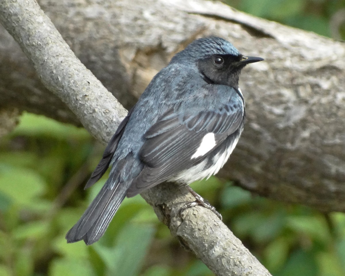 Black-throated Blue Warbler - ML645413235