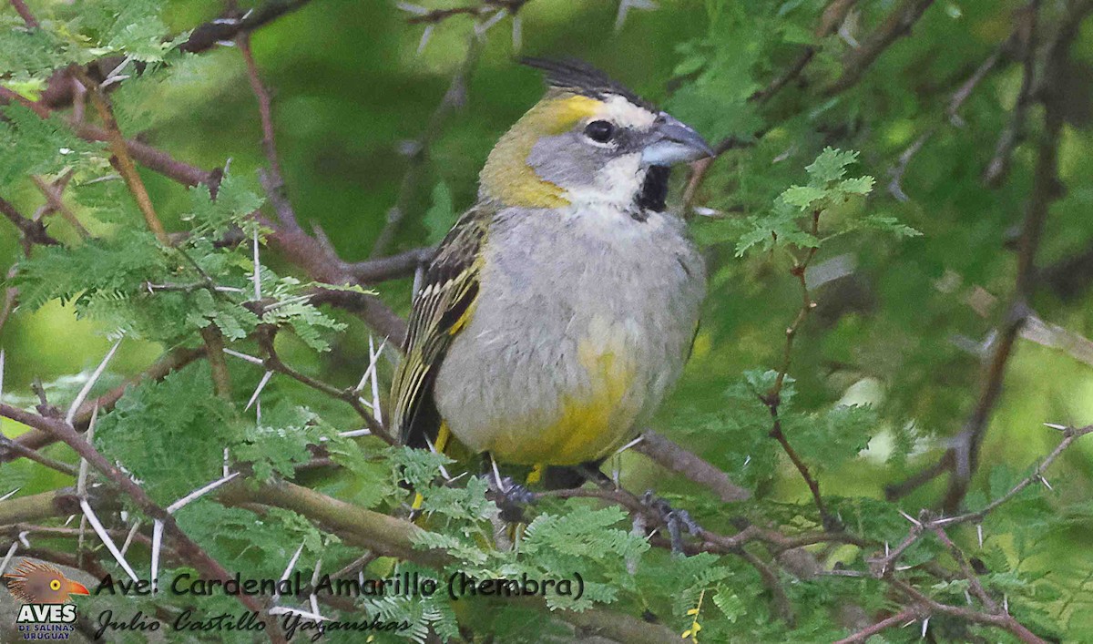 Yellow Cardinal - ML645413236