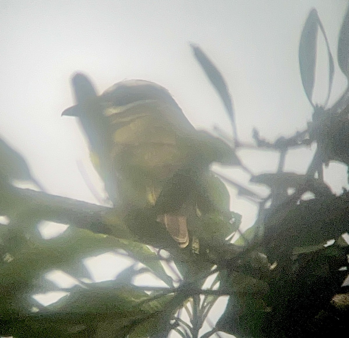 Boat-billed Flycatcher - ML645413239