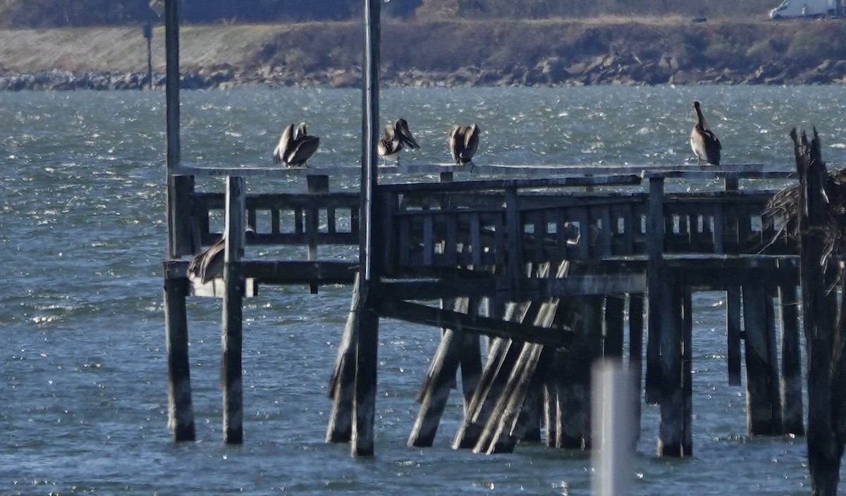 Brown Pelican - ML645413244
