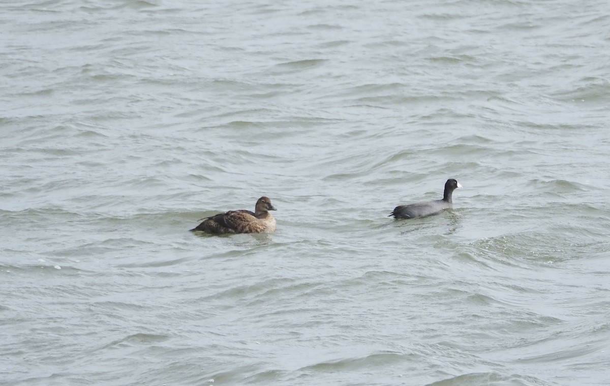 King Eider - ML645413245