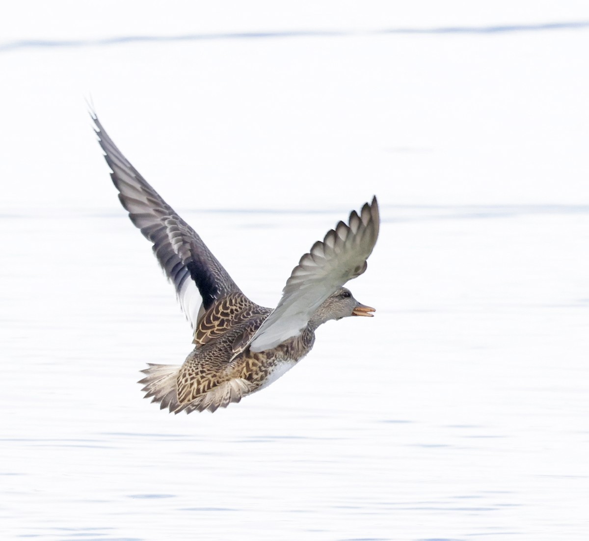 kopřivka obecná - ML645413246