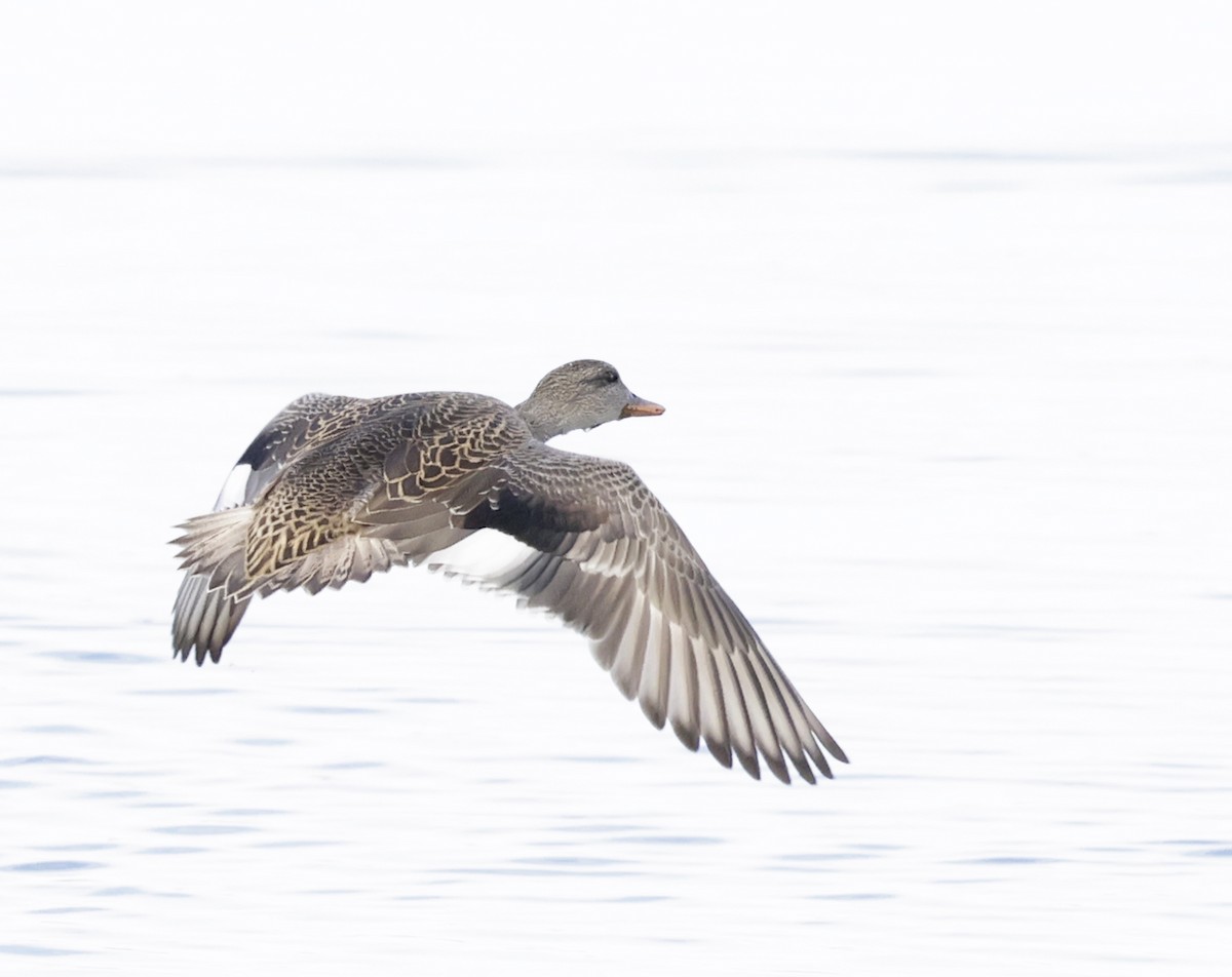 kopřivka obecná - ML645413247