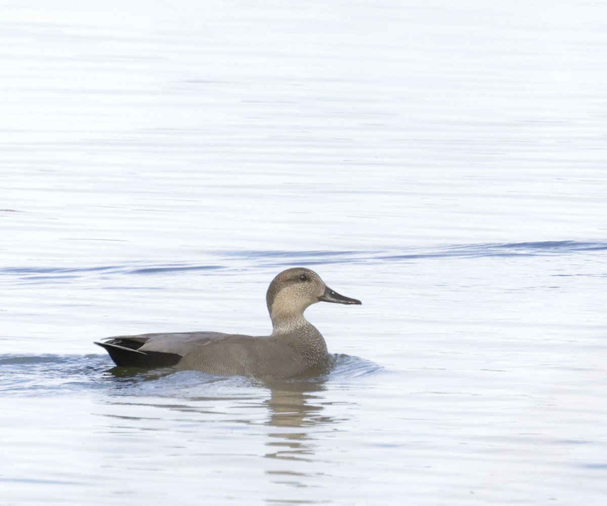 kopřivka obecná - ML645413248