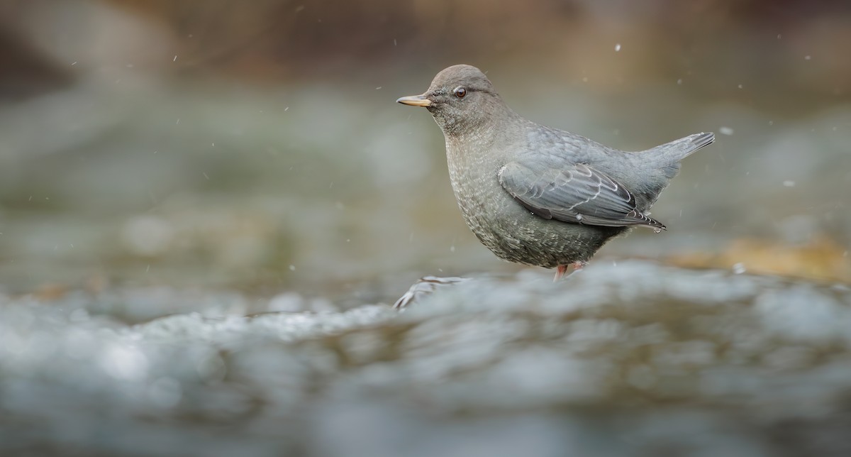 メキシコカワガラス - ML645413259