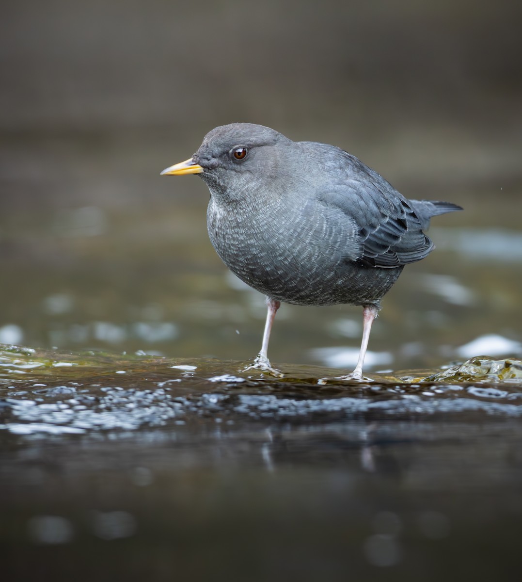 メキシコカワガラス - ML645413261