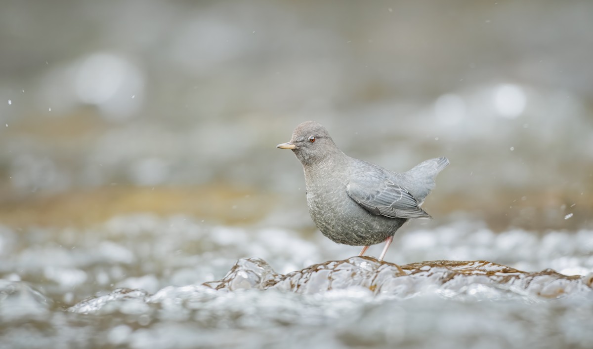 メキシコカワガラス - ML645413266