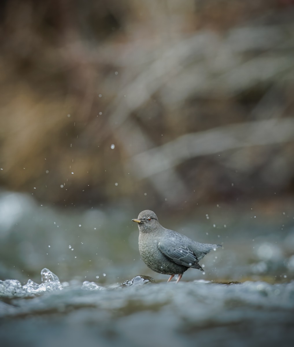 メキシコカワガラス - ML645413267