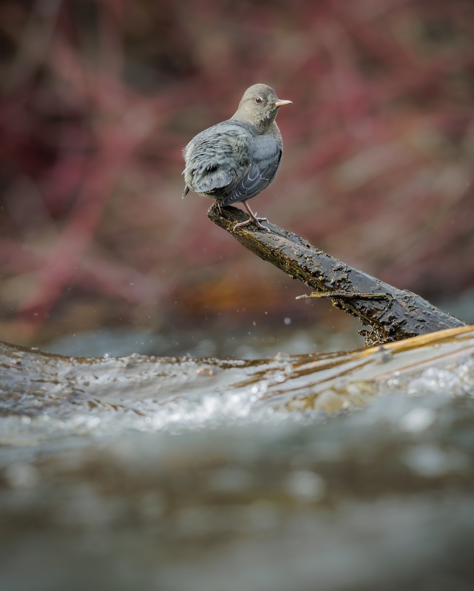 メキシコカワガラス - ML645413268