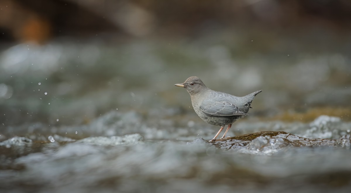 メキシコカワガラス - ML645413269