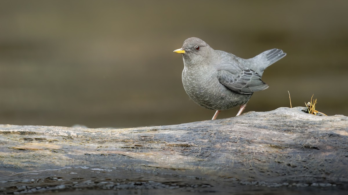 メキシコカワガラス - ML645413270