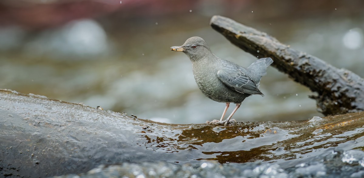 メキシコカワガラス - ML645413271