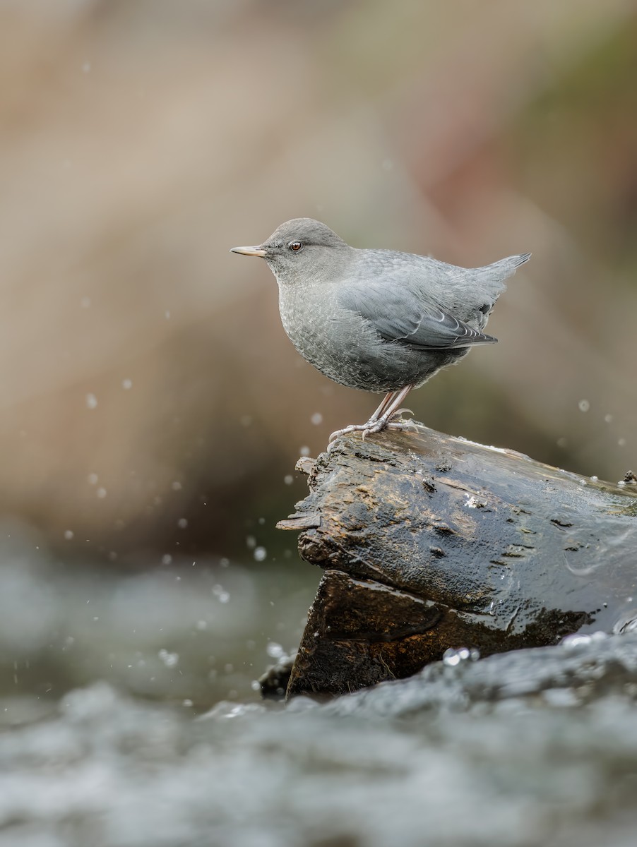 メキシコカワガラス - ML645413272