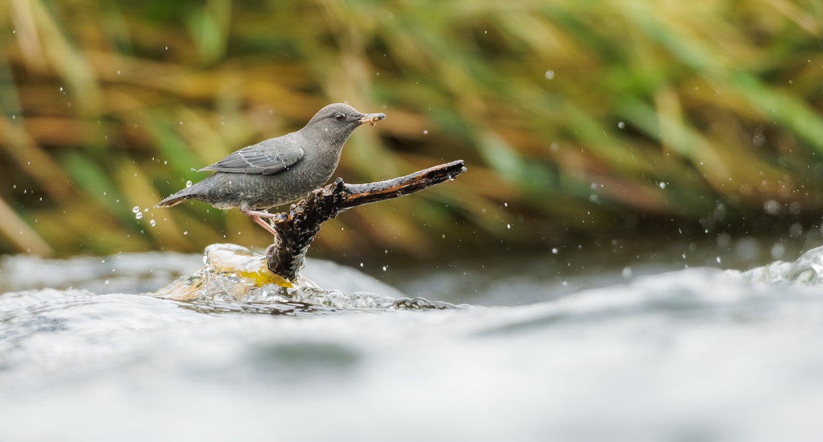 メキシコカワガラス - ML645413273