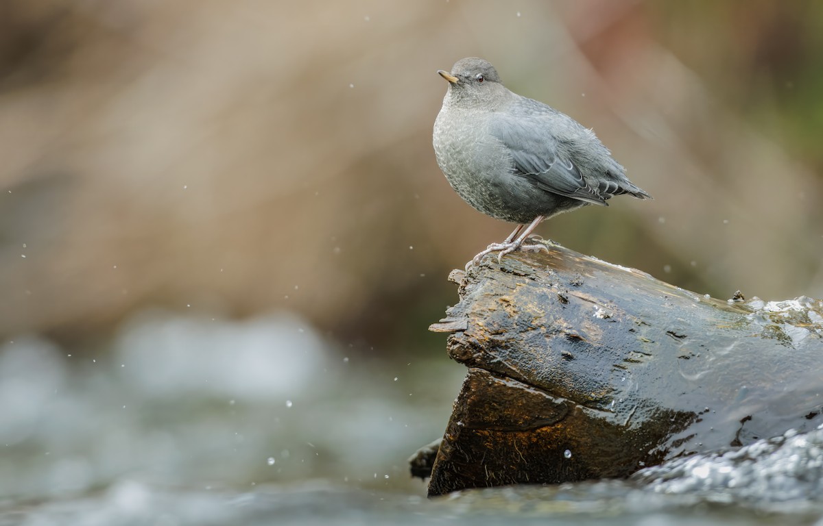 メキシコカワガラス - ML645413274