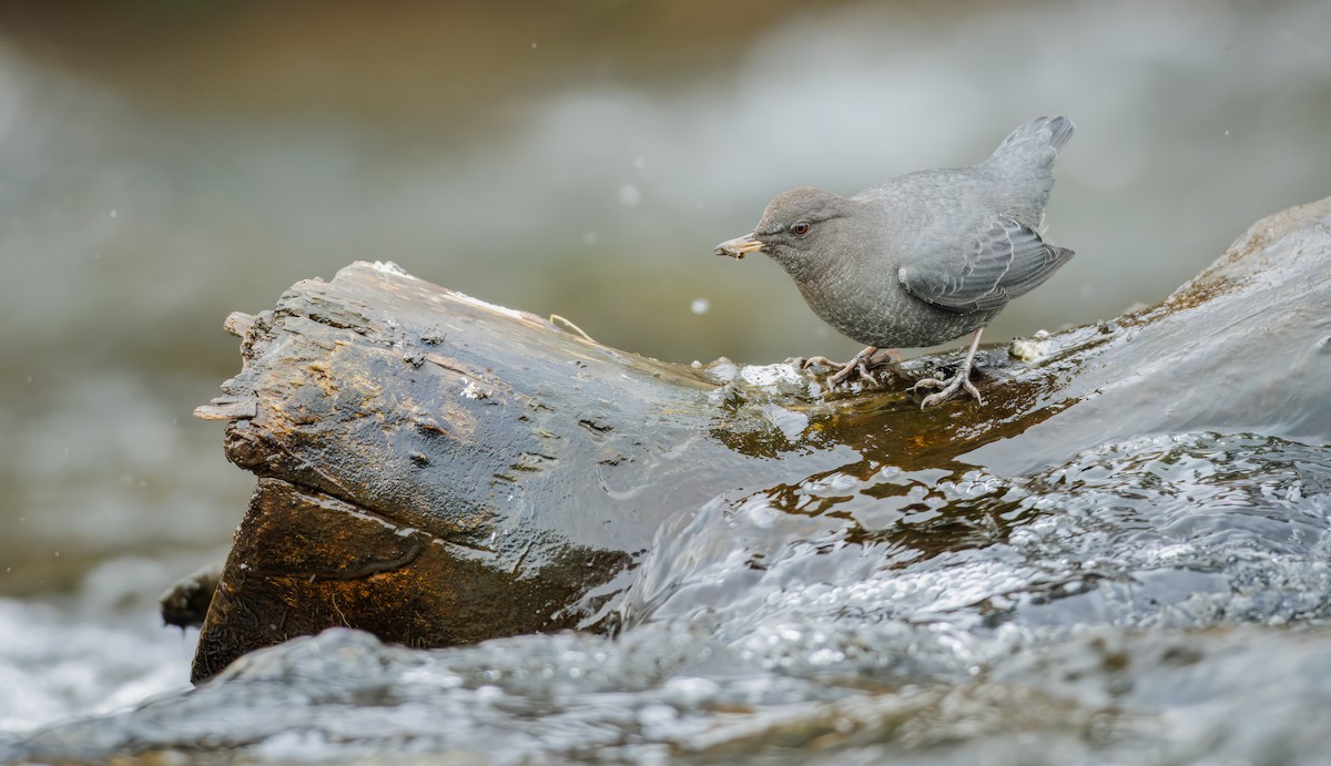 メキシコカワガラス - ML645413275