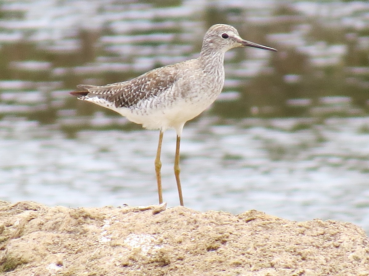 Lesser Yellowlegs - ML645413276