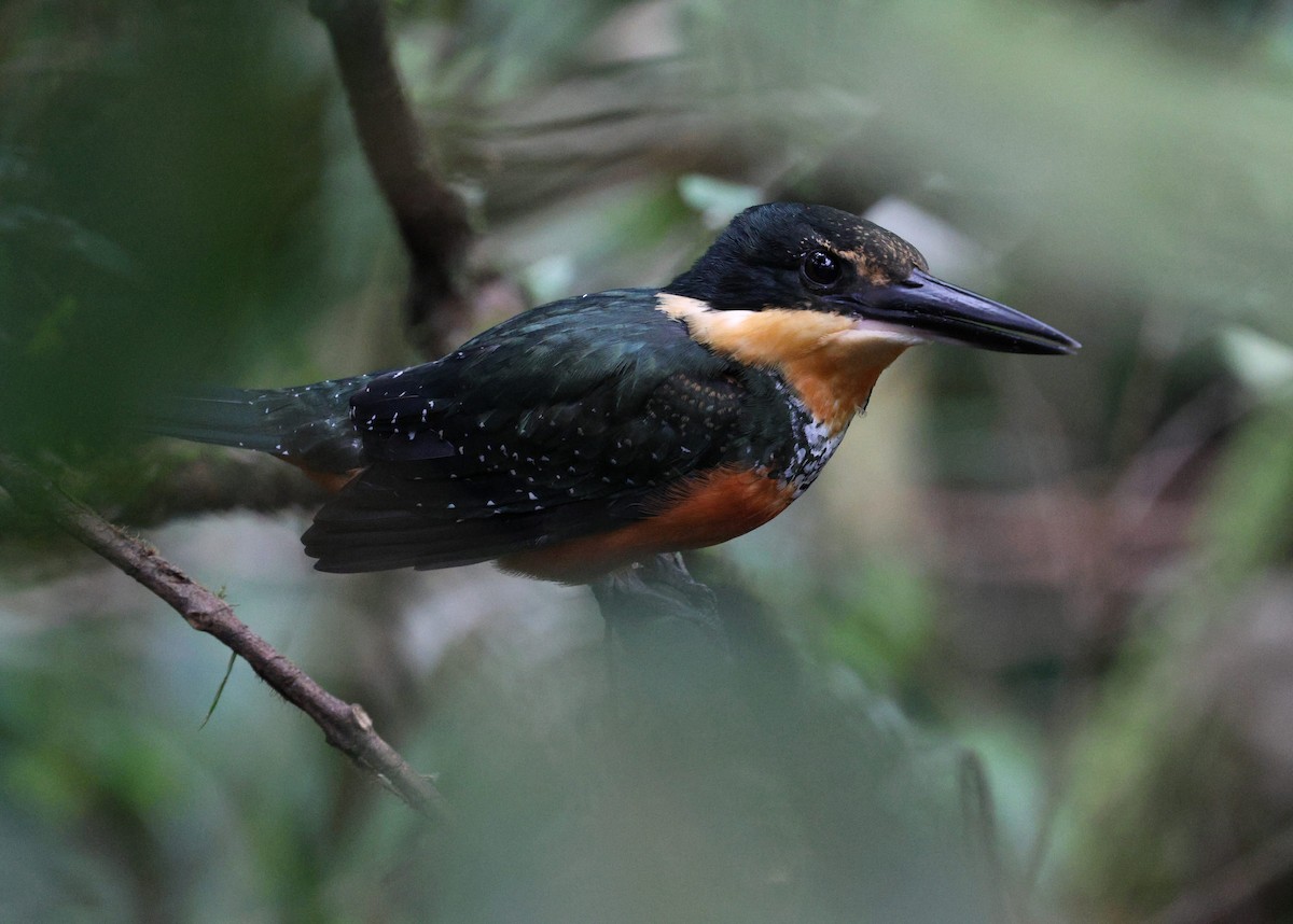 Green-and-rufous Kingfisher - ML645413283