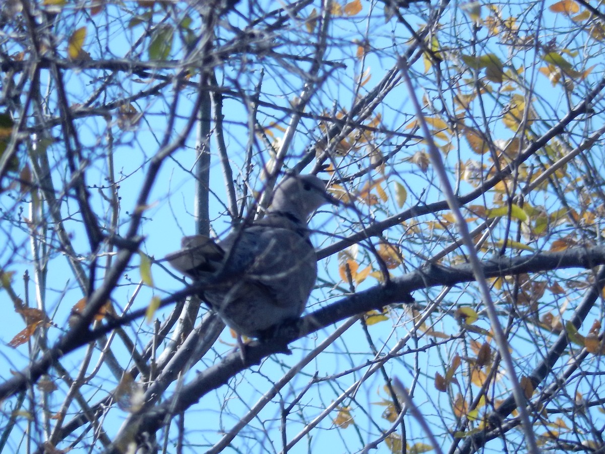 Eurasian Collared-Dove - ML645413286