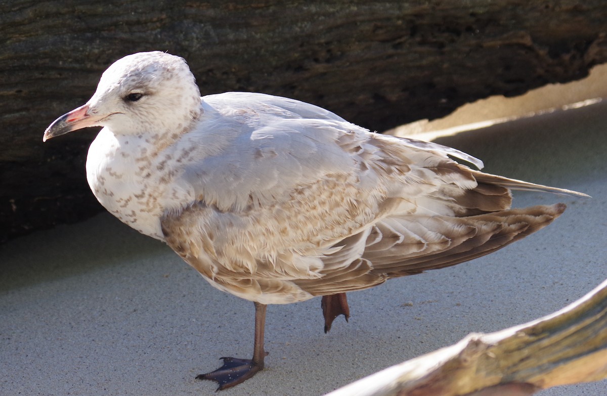 שחף מערבי - ML645413290