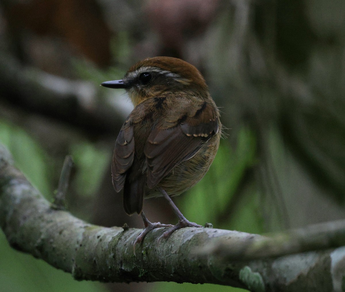 Black-cheeked Gnateater - ML645413302