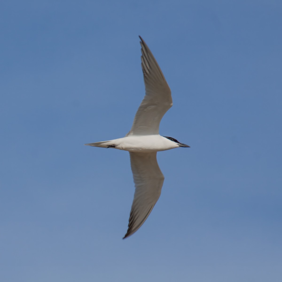 Gull-billed Tern - ML645413304