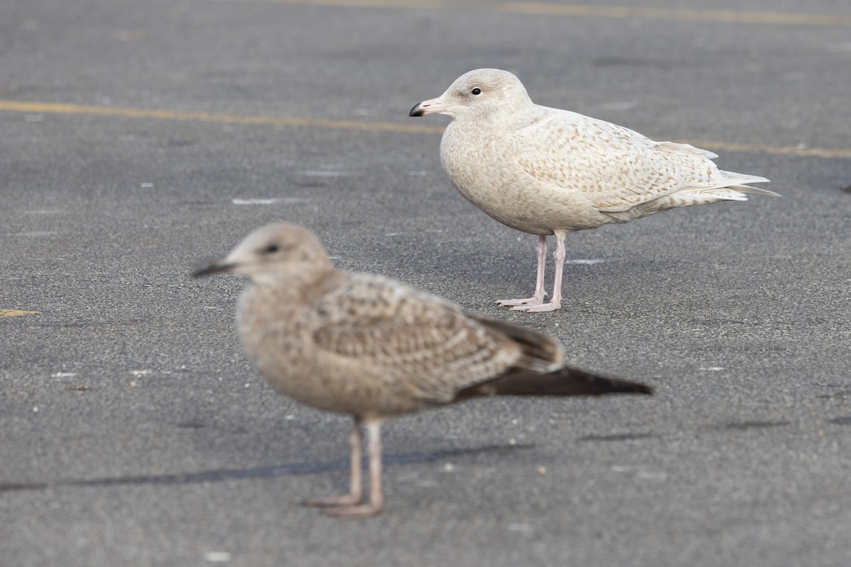 Бургомистр - ML645413309