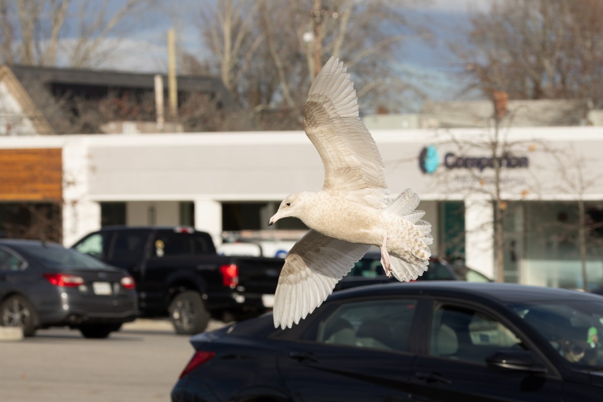 Бургомистр - ML645413311