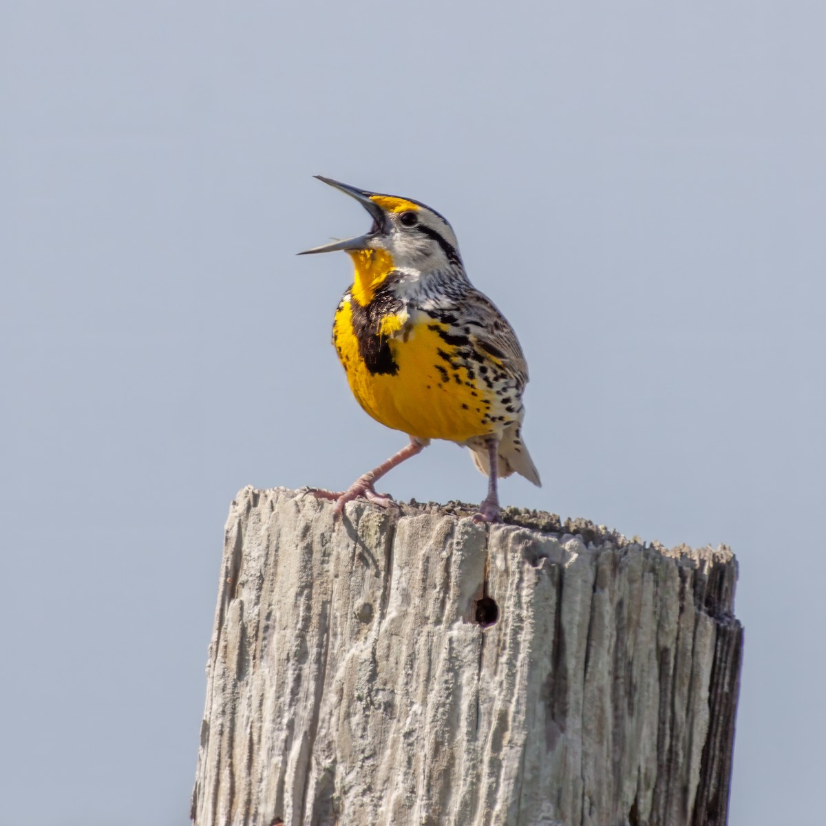 Eastern Meadowlark - ML645413312