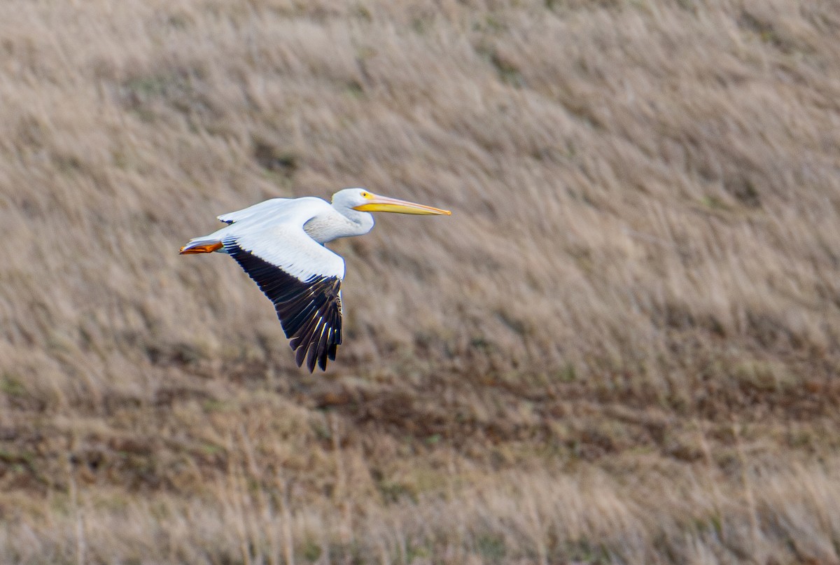 Amerika Pelikanı - ML645413314