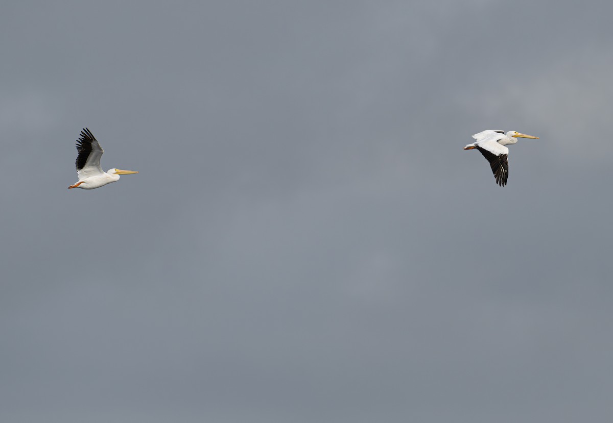 Amerika Pelikanı - ML645413315