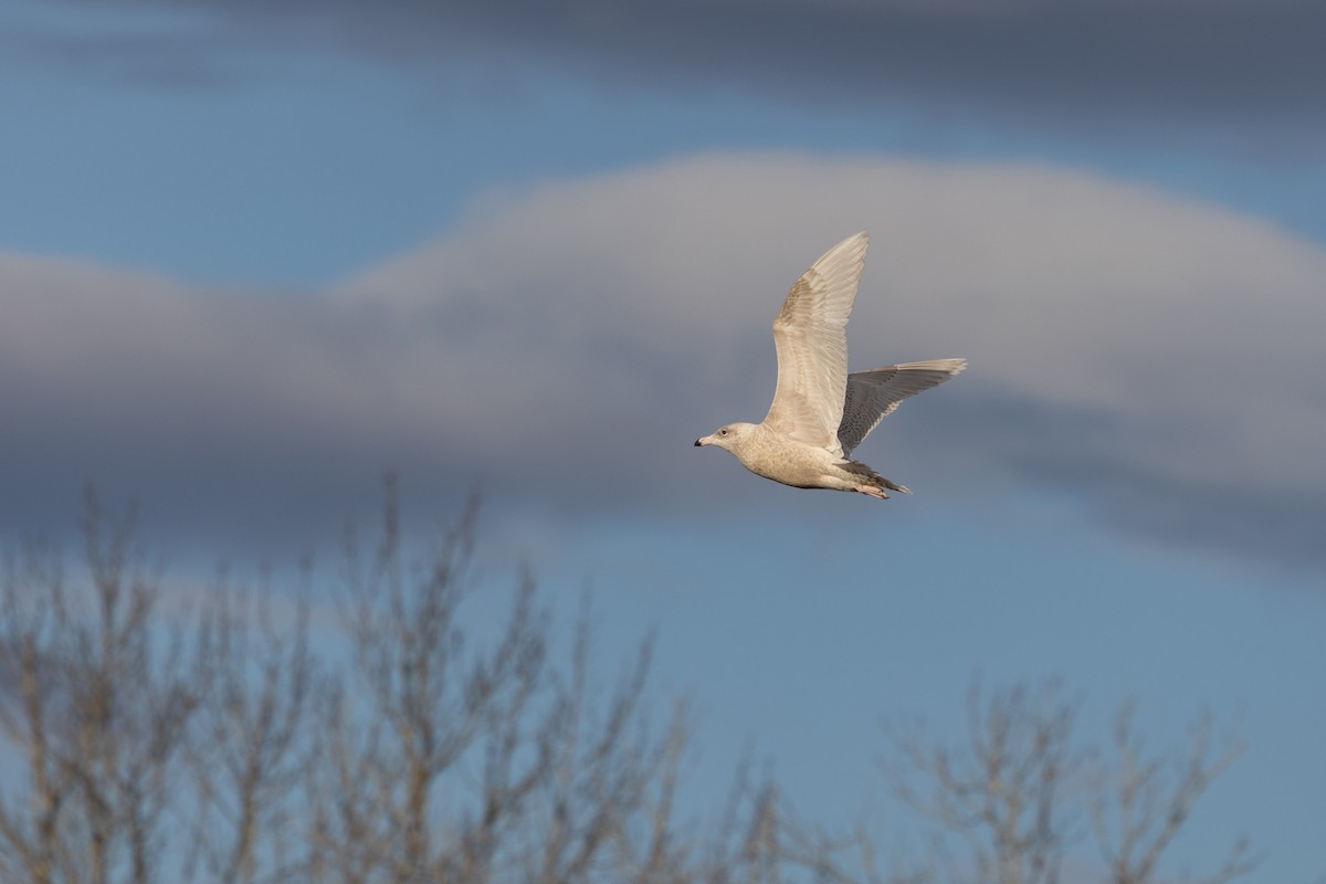 Бургомистр - ML645413317