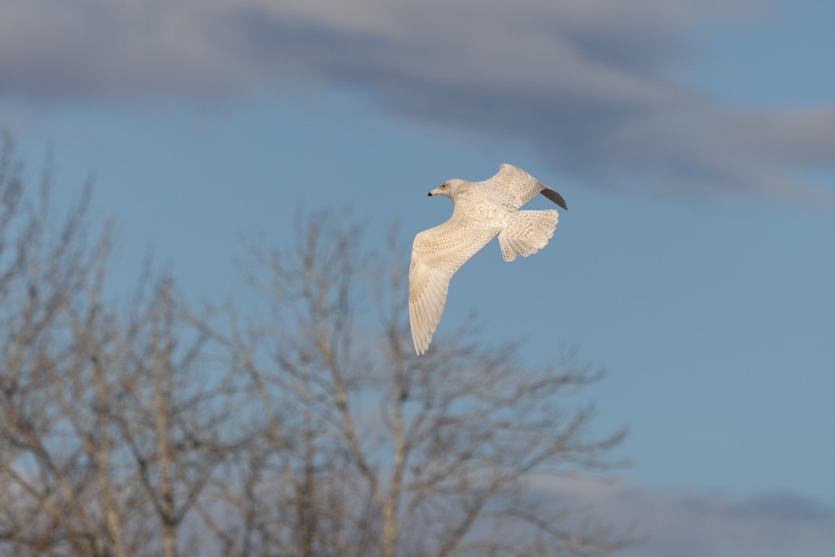 Бургомистр - ML645413318