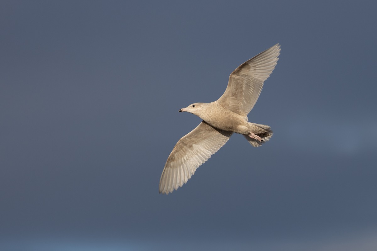 Бургомистр - ML645413319