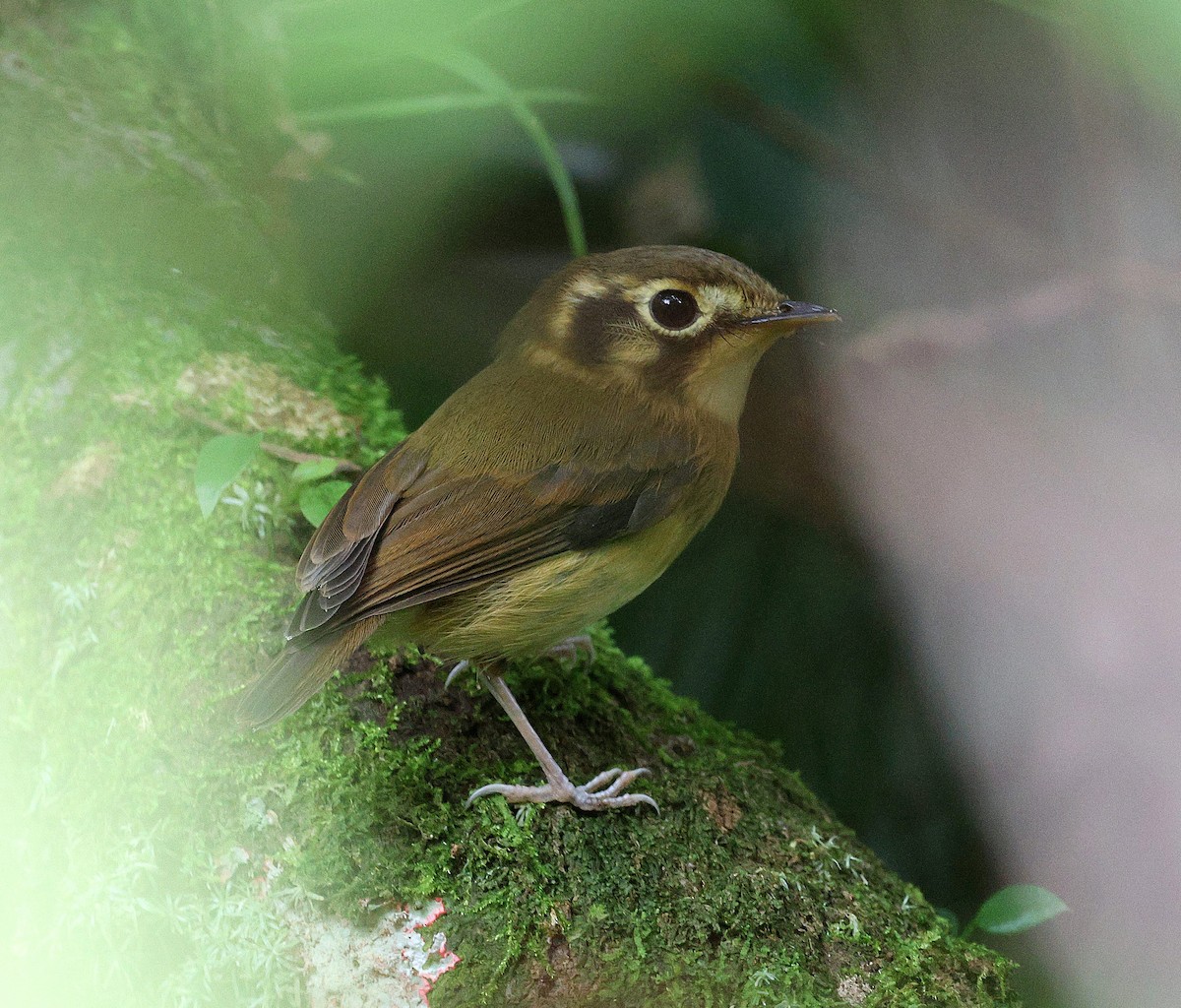 White-throated Spadebill - ML645413322