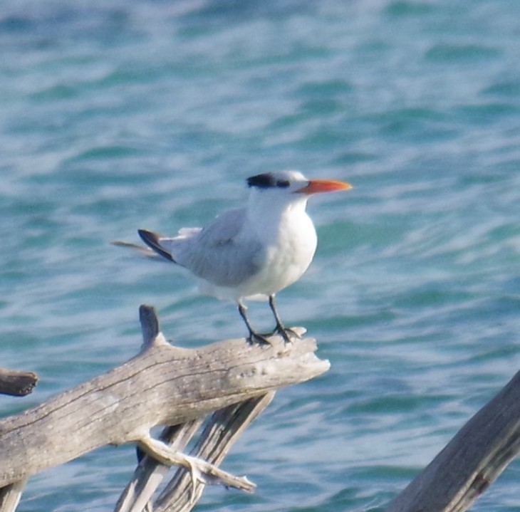 שחפית גדולה - ML645413324