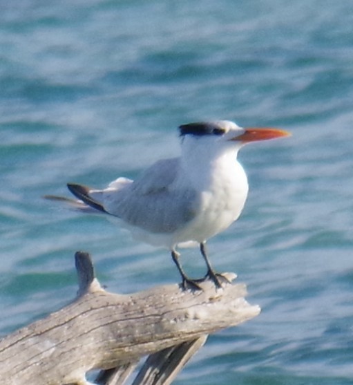 שחפית גדולה - ML645413325