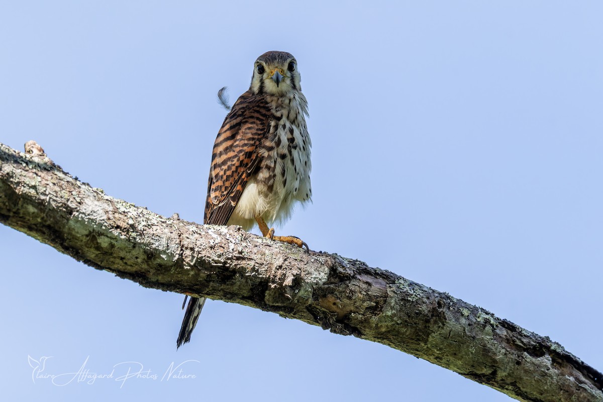 American Kestrel - ML645413327