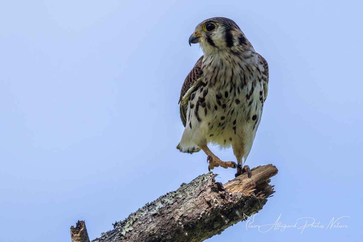 American Kestrel - ML645413328