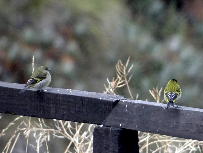 Hooded Siskin - ML645413331