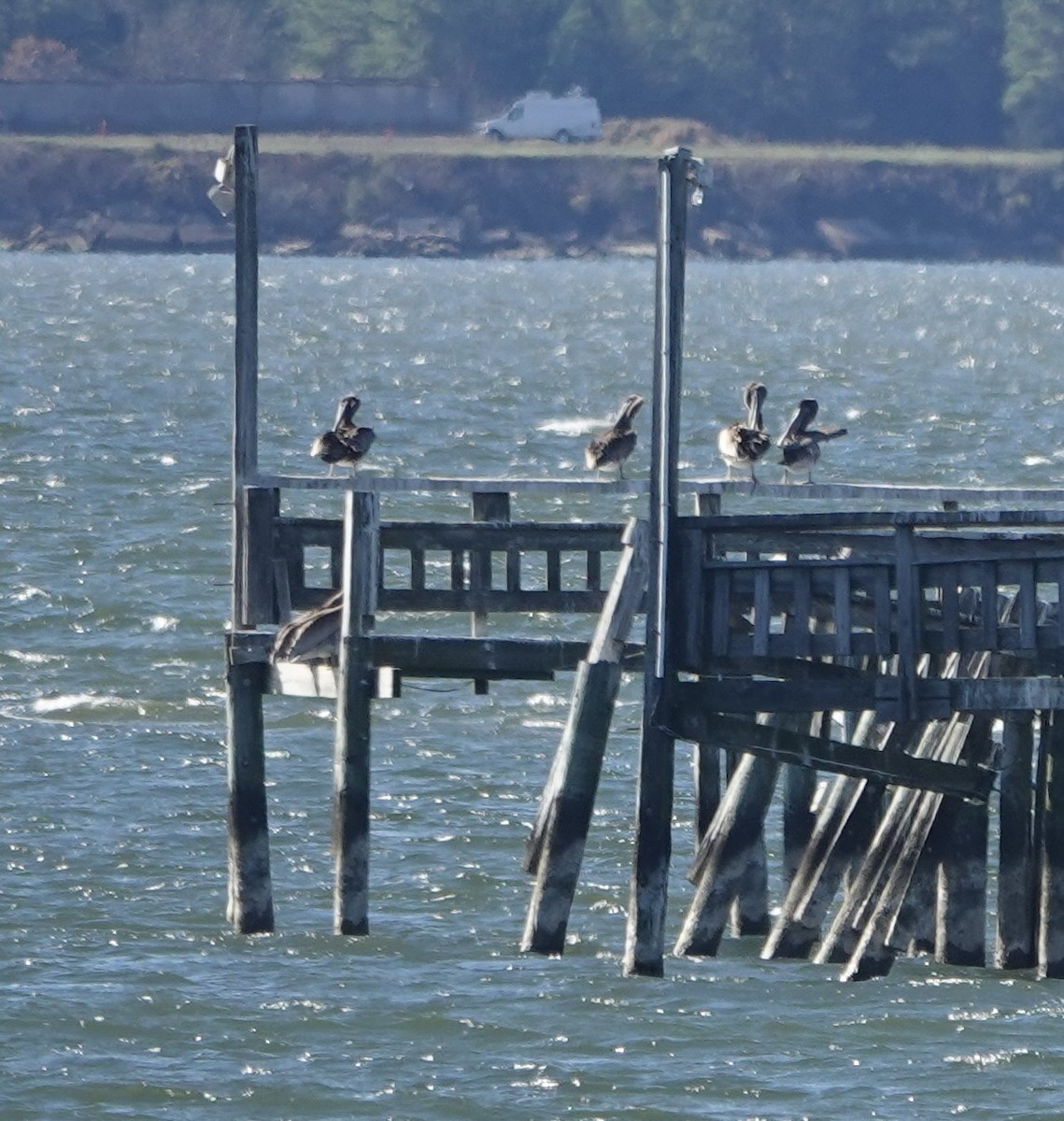 Brown Pelican - ML645413333