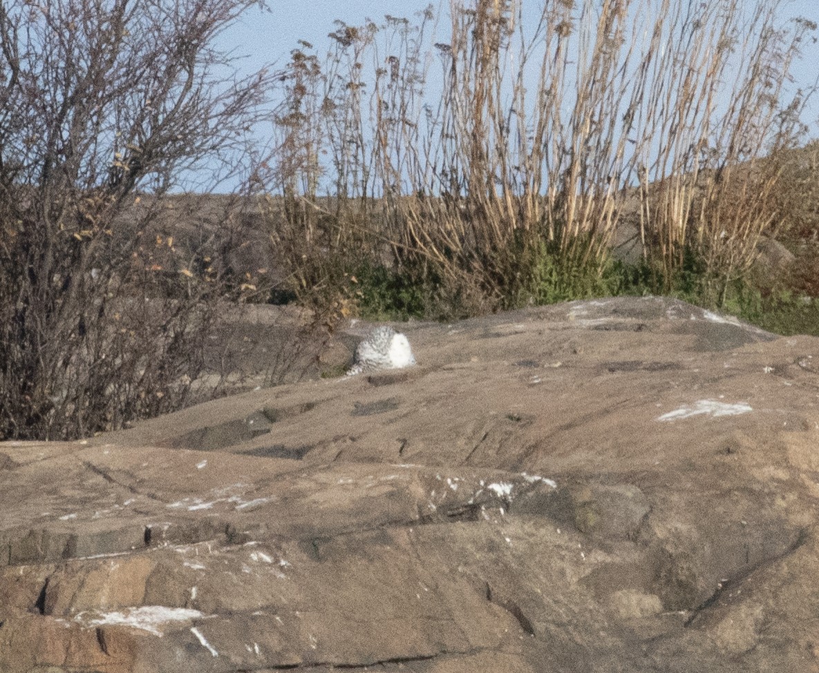 snøugle - ML645413354